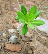 Image of cabbage on a stick