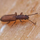 Image of Flat bark beetle
