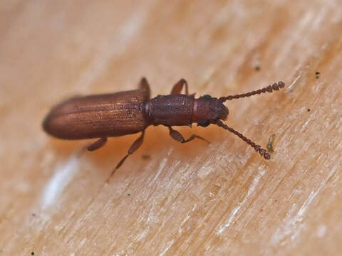 Image of Flat bark beetle