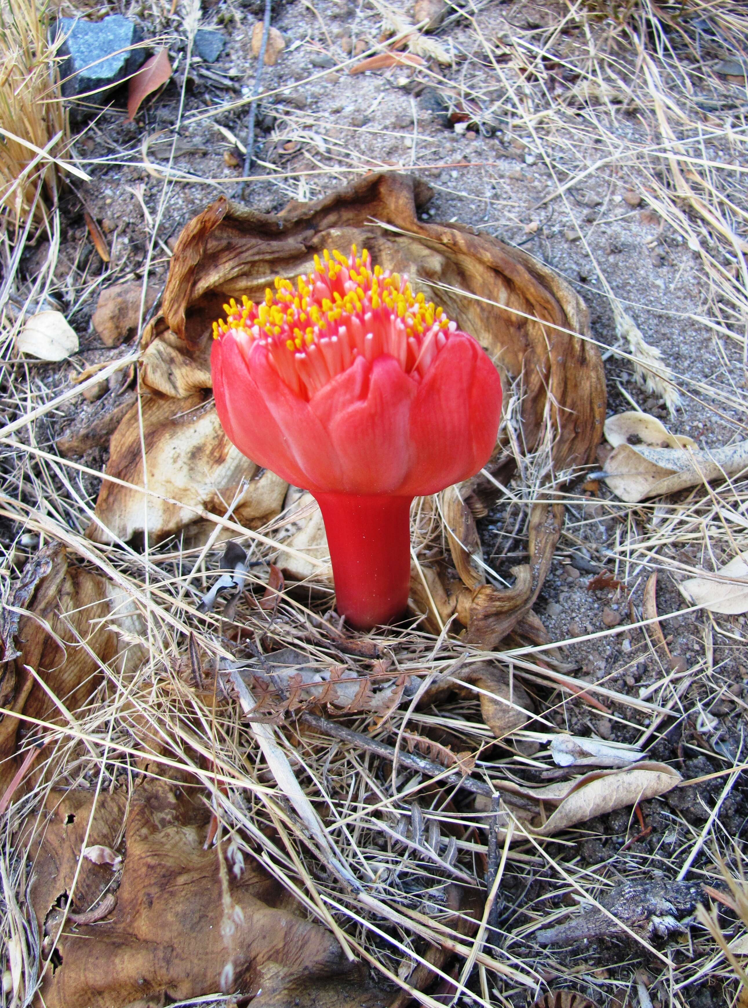 Imagem de Haemanthus sanguineus Jacq.