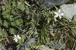 Imagem de Cerastium lithospermifolium Fisch.