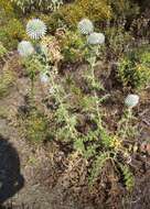 Image of Echinops sphaerocephalus subsp. albidus (Boiss. & Spruner) Kozuharov