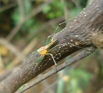 Image of Oxyopes macilentus L. Koch 1878