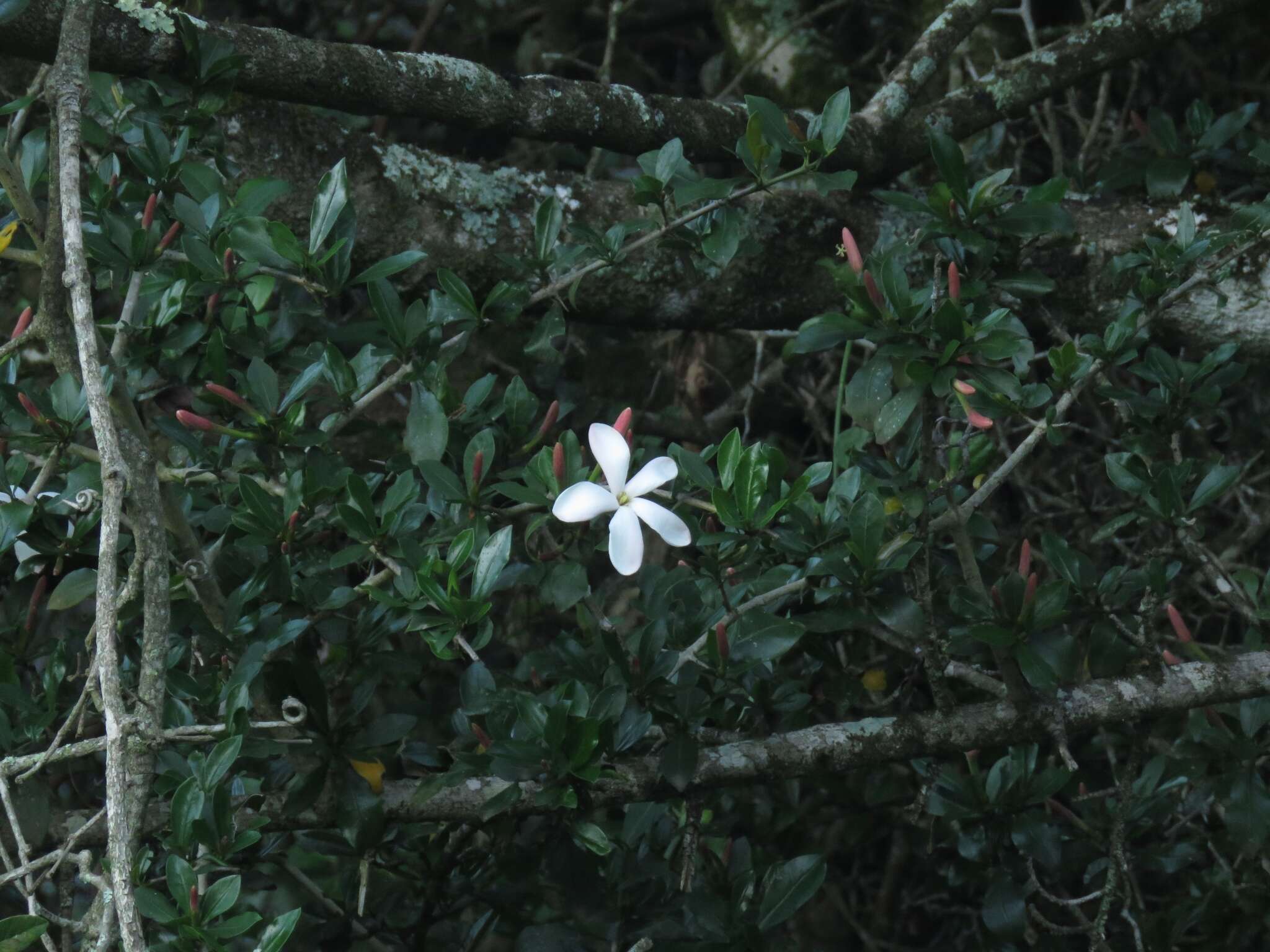 Image of Hyperacanthus amoenus (Sims) Bridson