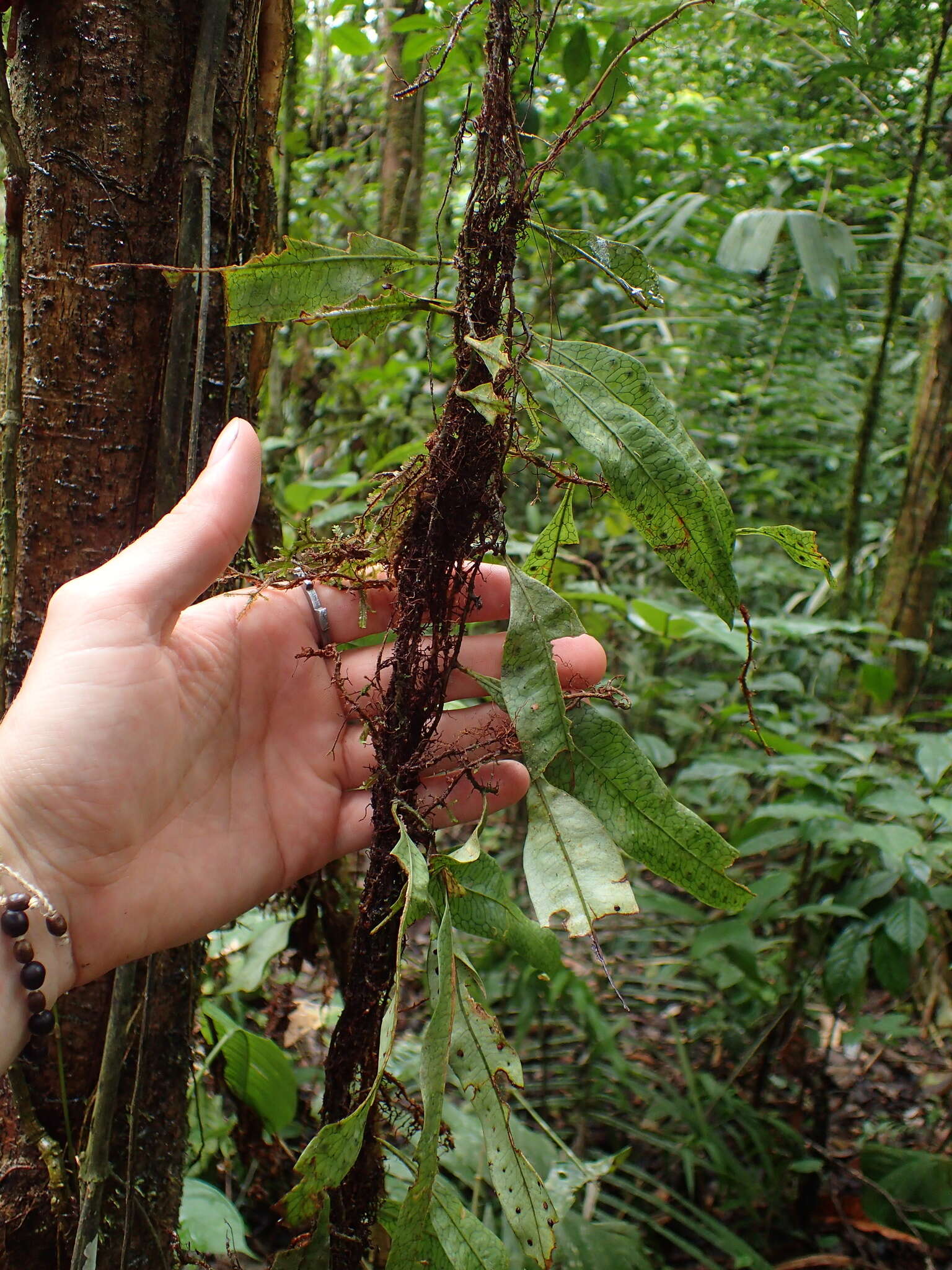 Image of Microgramma dictyophylla (Kunze ex Mett.) Sota