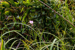 Image de Heliophila rigidiuscula Sond.