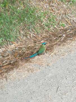 Image of Andean Motmot