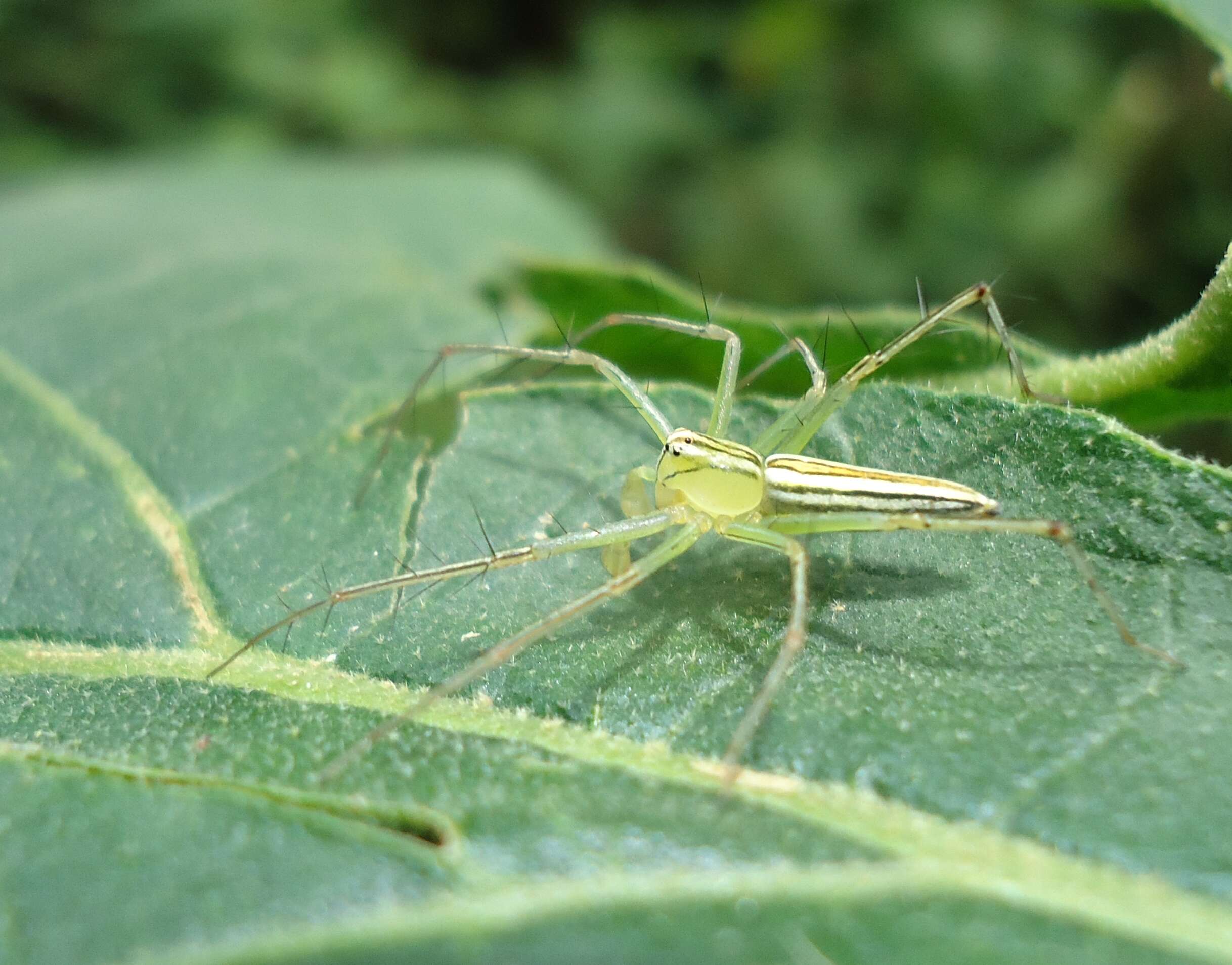 Image of Oxyopes macilentus L. Koch 1878