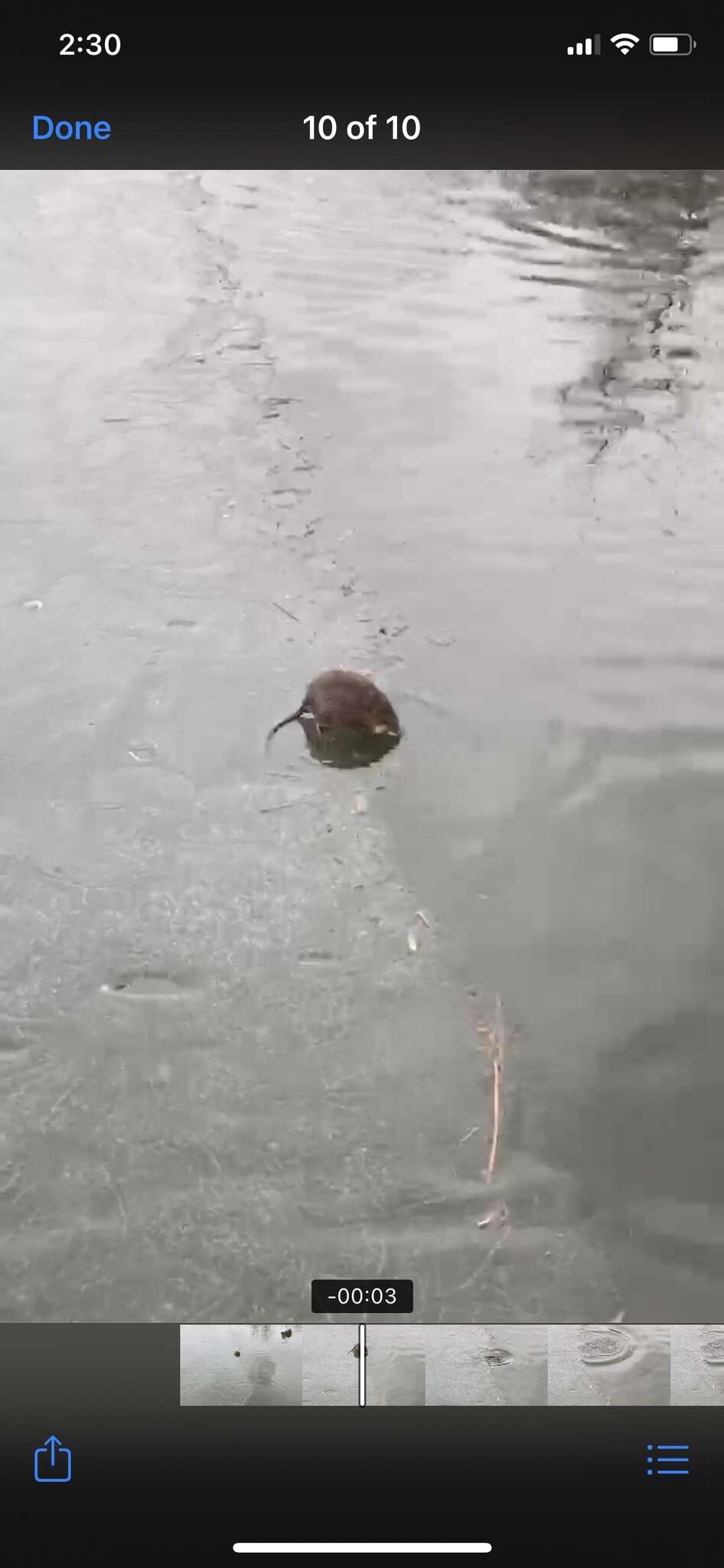 Image of American Water Shrew