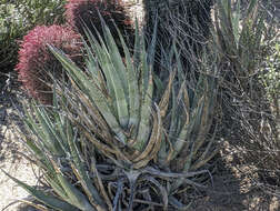 Agave cerulata Trel. resmi