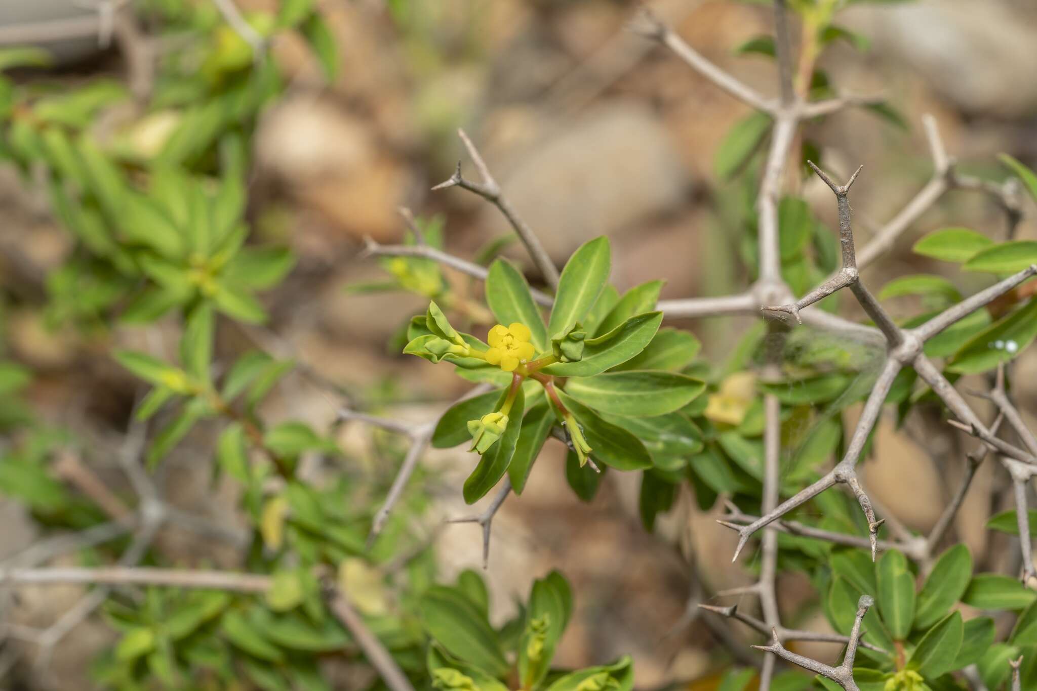 Euphorbia acanthothamnos Heldr. & Sart. ex Boiss.的圖片