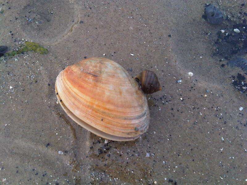 Image of butterfly shell