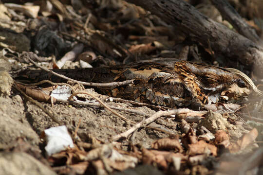 Image of Red-necked Nightjar