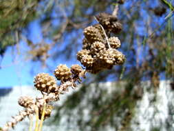 Image of river sheoak