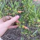 Image of Eremophila oldfieldii subsp. oldfieldii