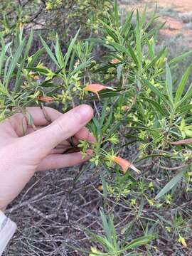 Слика од Eremophila oldfieldii subsp. oldfieldii