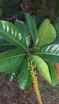 Image of Lophanthera lactescens Ducke