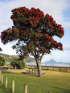 Image of Pohutukawa