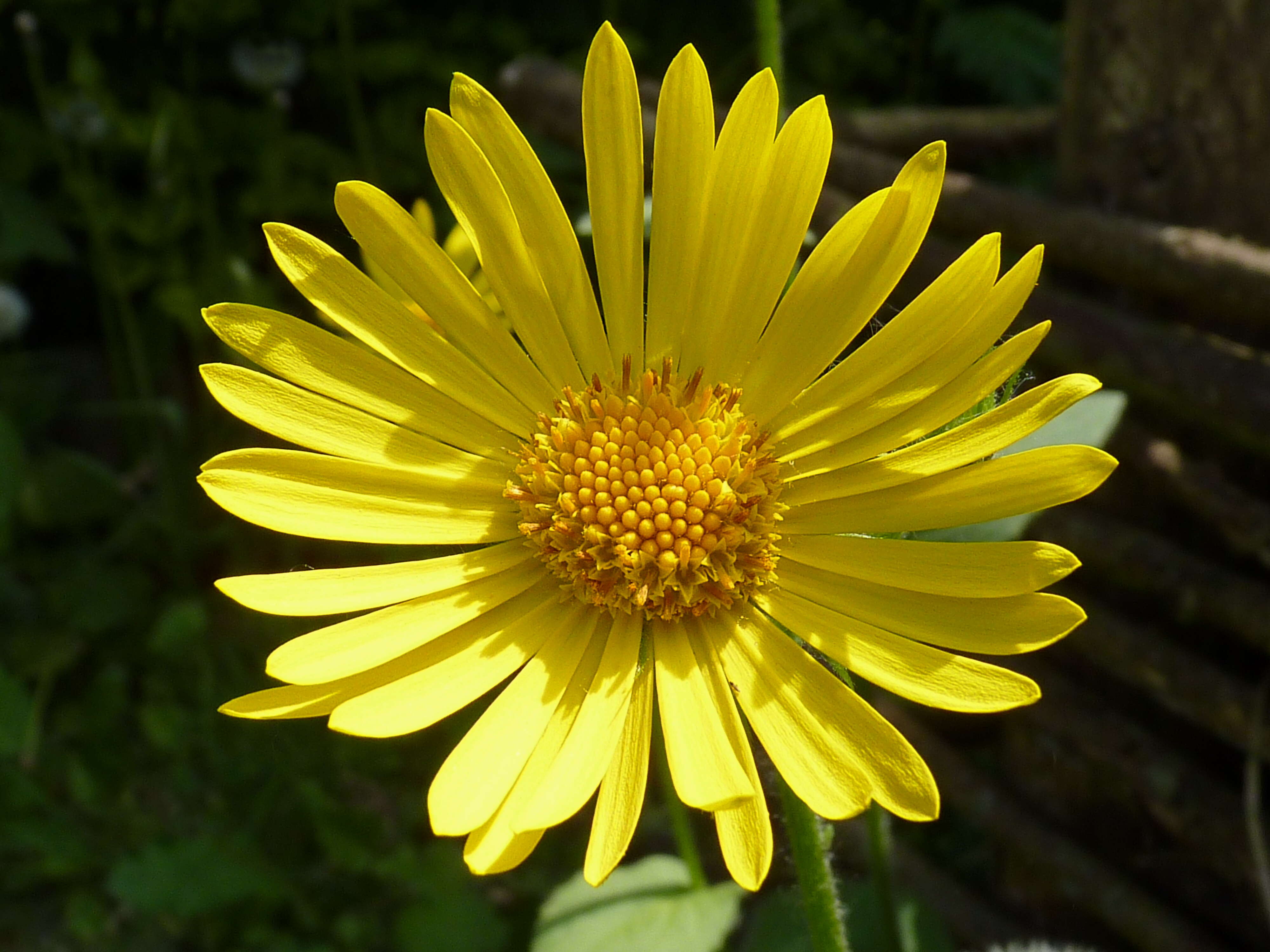 Doronicum pardalianches L. resmi