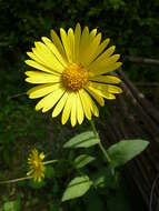 Doronicum pardalianches L. resmi