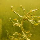 Image of Illinois pondweed