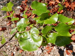 Plancia ëd Cercis canadensis var. texensis (S. Watson) M. Hopkins