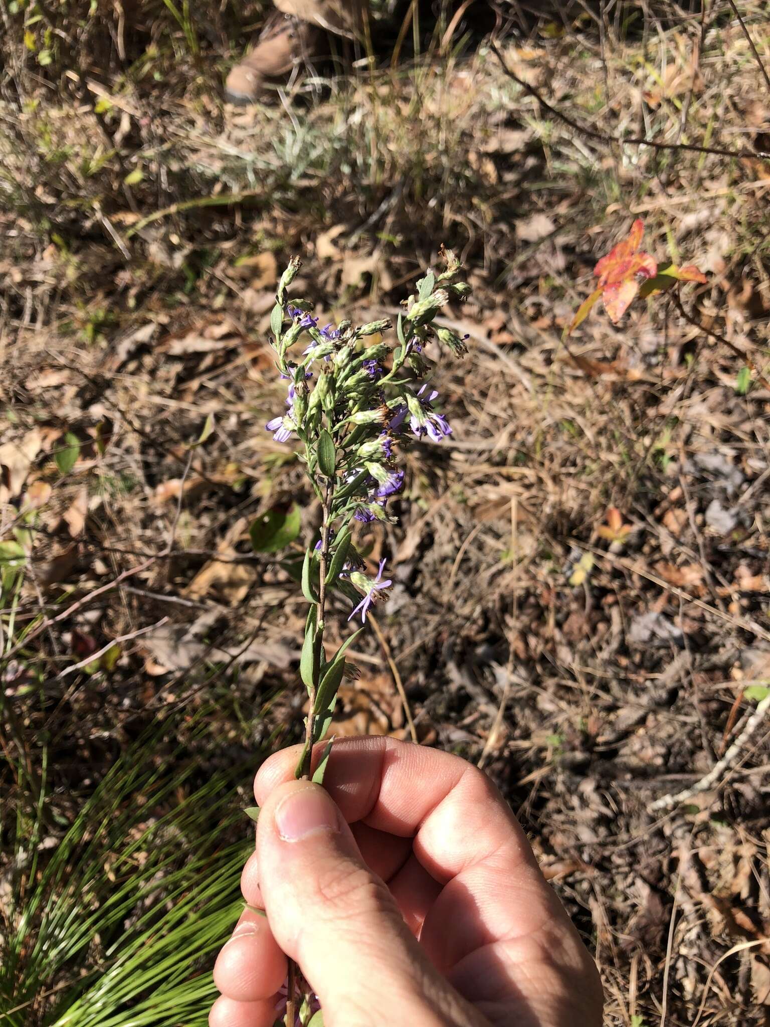 Plancia ëd Symphyotrichum concolor (L.) G. L. Nesom