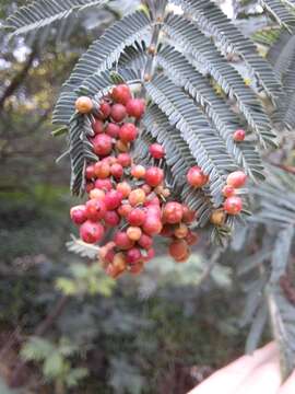 Image of <i>Austroacacidiplosis botrycephalae</i>