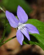 Image of common dog-violet