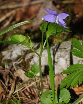 Image of common dog-violet