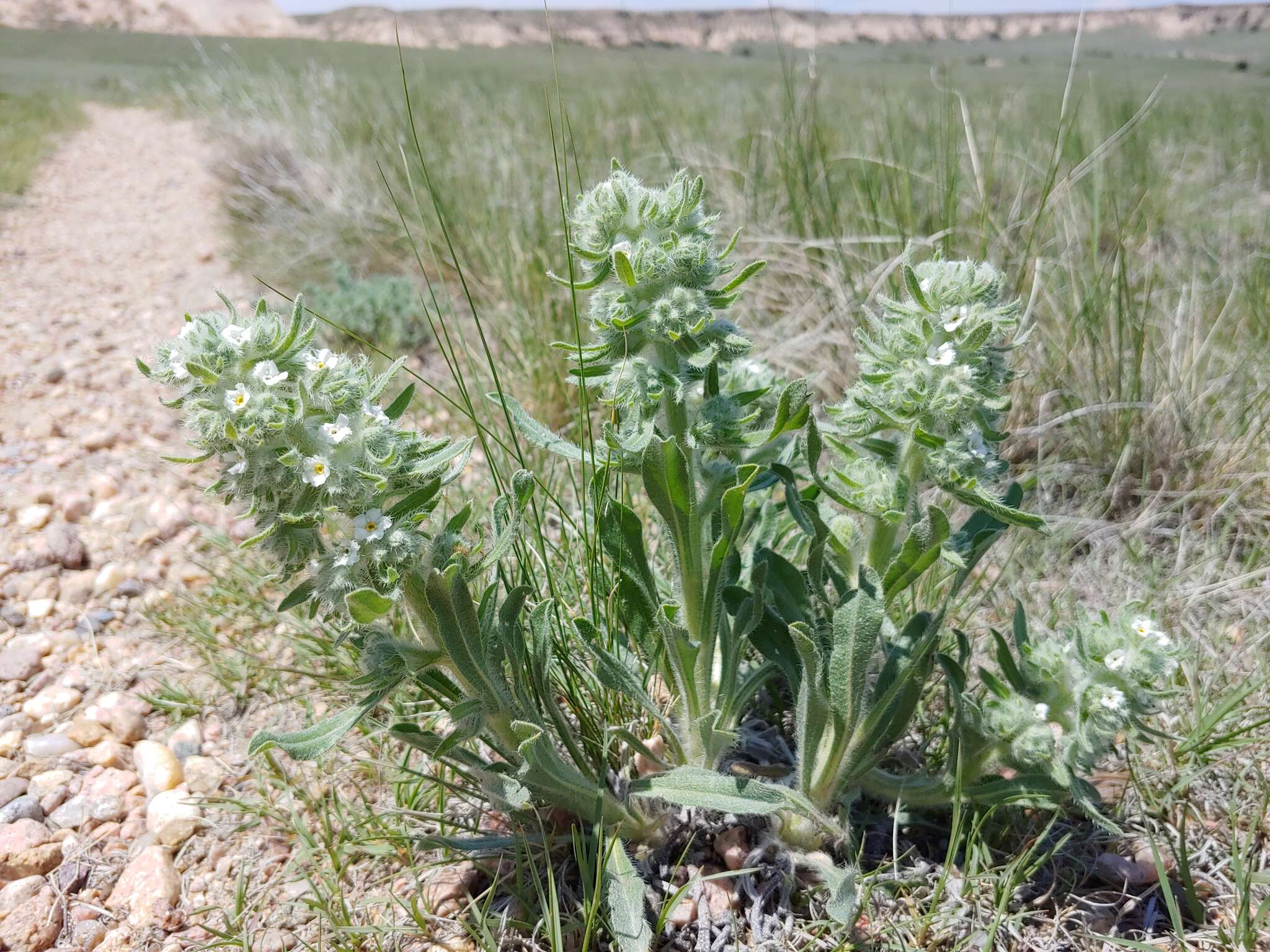 Image de Oreocarya thyrsiflora Greene