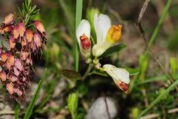 Image of shrubby milkwort