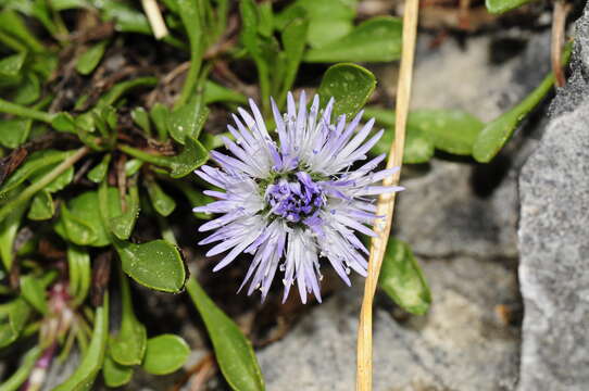 Image of Heart-leaf Globe Daisy