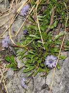 Image of Heart-leaf Globe Daisy