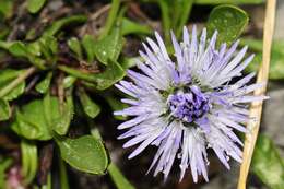 Image of Heart-leaf Globe Daisy