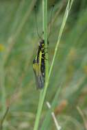 Image of Owly sulphur