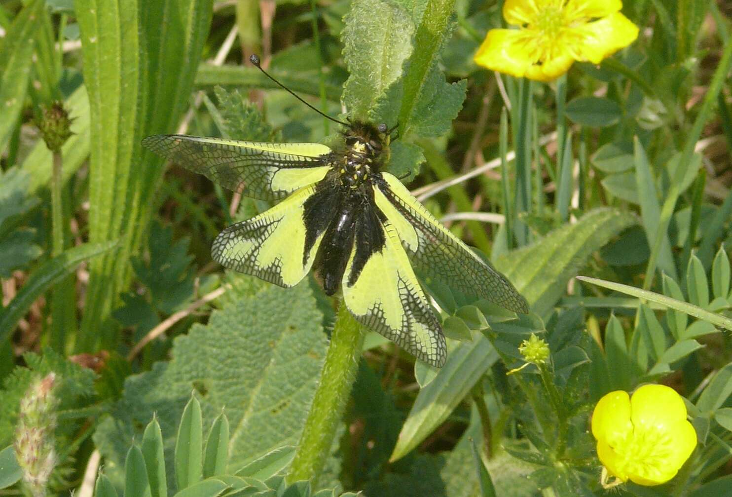 Image of Owly sulphur