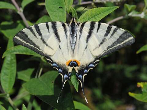 Image of Iphiclides