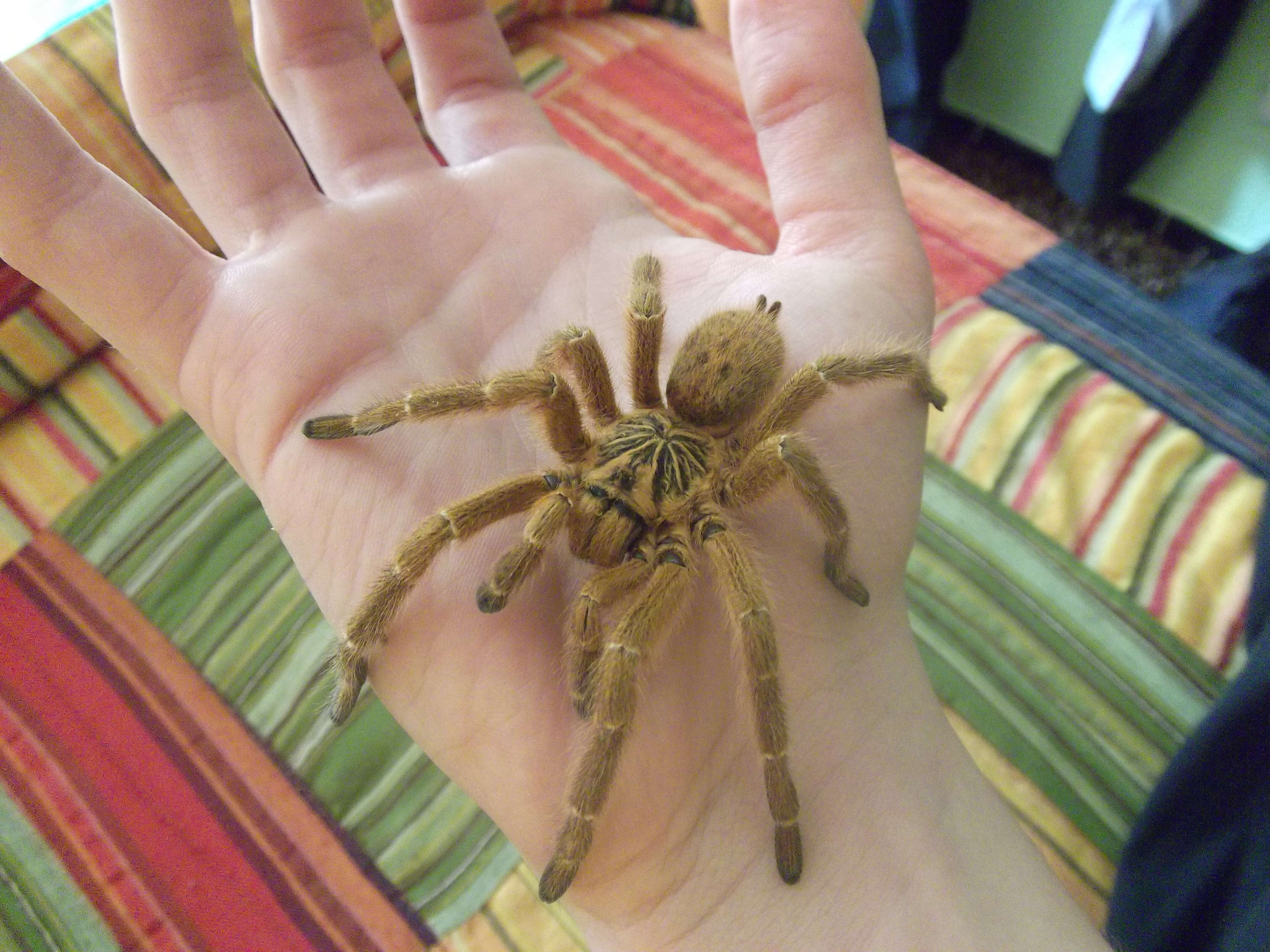 Image of Orange Baboon Tarantula