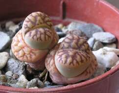 Imagem de Lithops bromfieldii L. Bol.