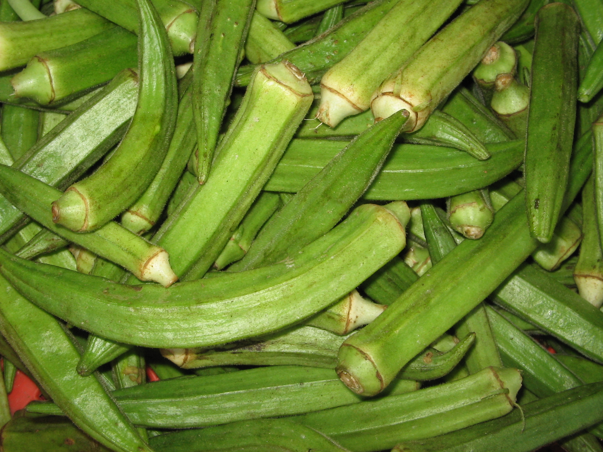okra media - Encyclopedia of Life
