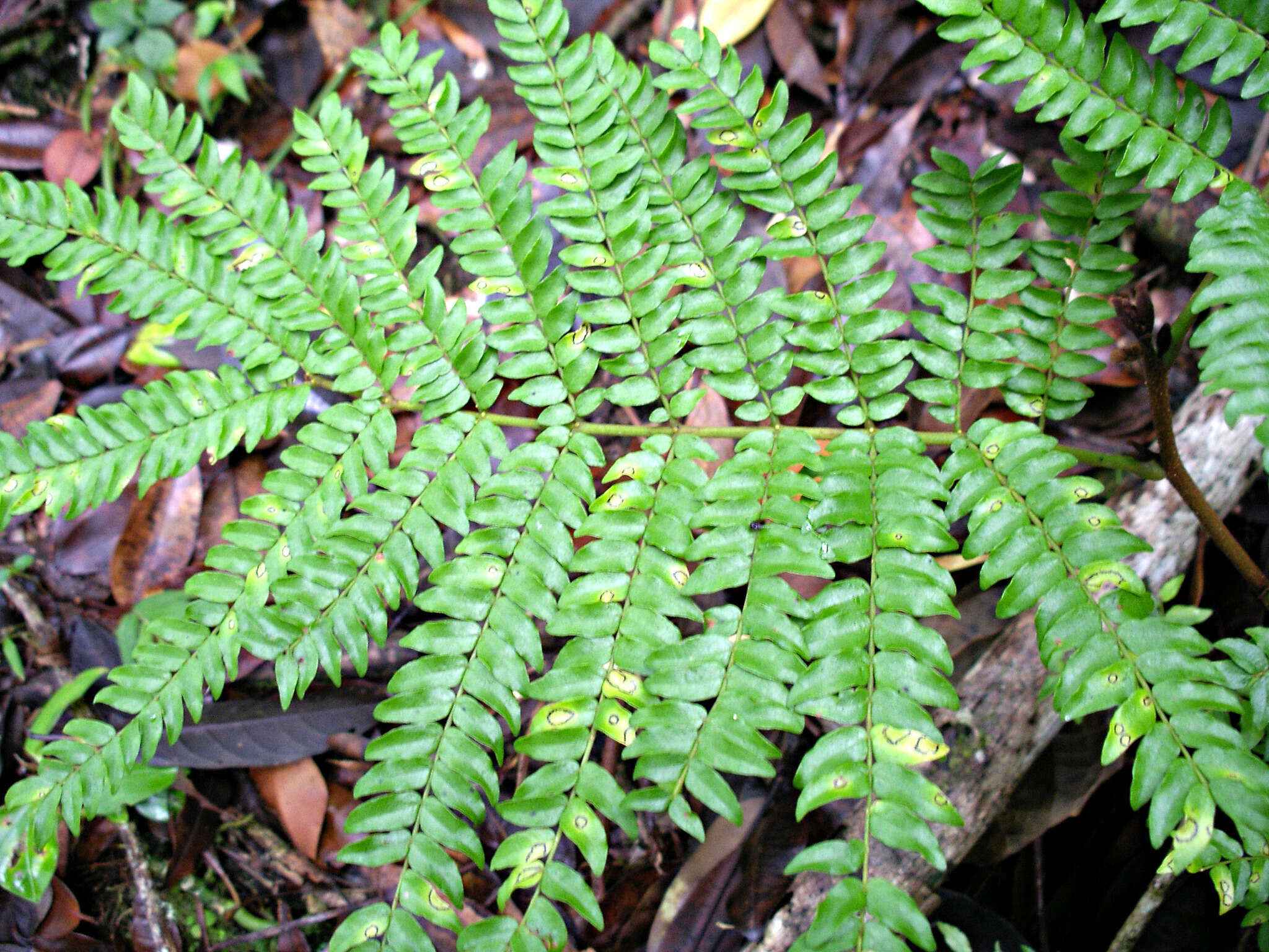 Image de Cojoba costaricensis Britton & Rose