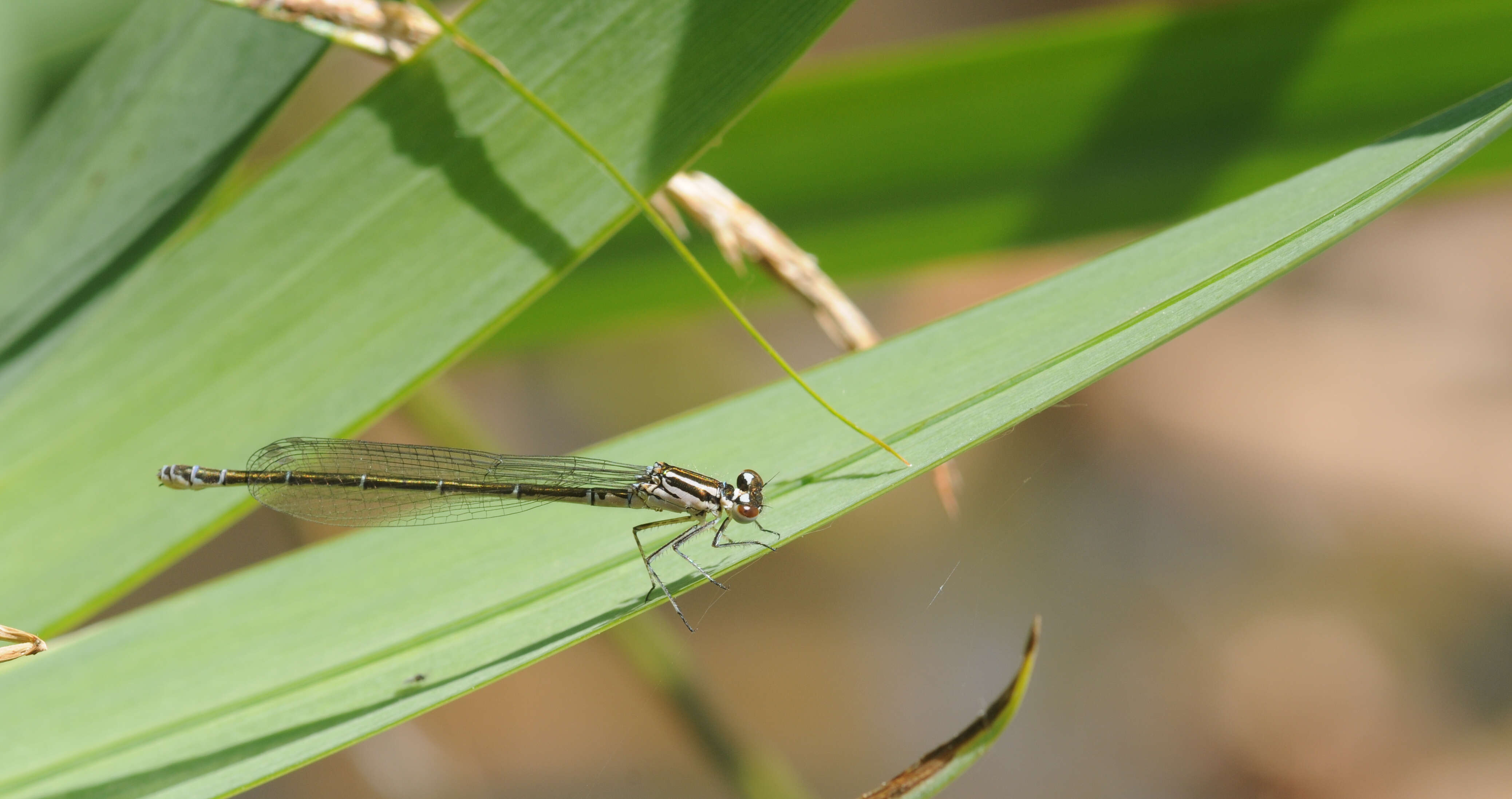 Image of Azure Bluet