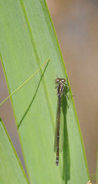 Image of Azure Bluet