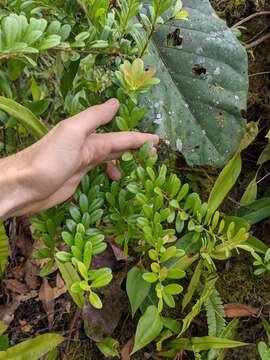 Imagem de Cavendishia capitulata J. D. Sm.