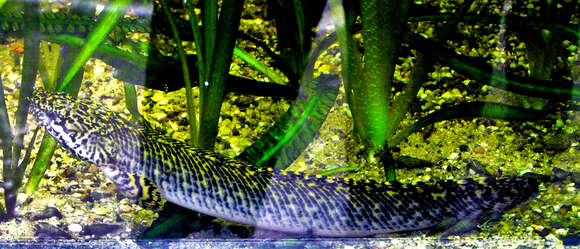 Image de Polypterus palmas Ayres 1850