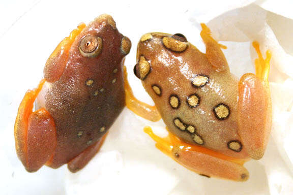 Image of Argus Reed Frog