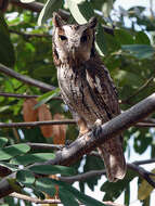 Image of Tropical Screech Owl