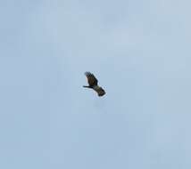 Image of Brahminy Kite