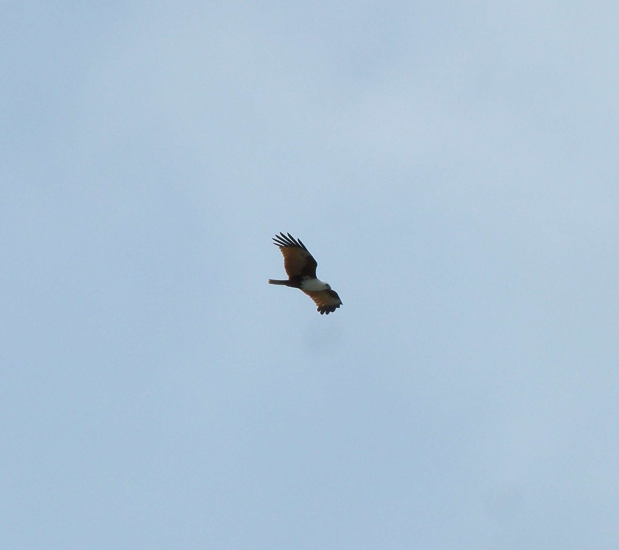 Image of Brahminy Kite